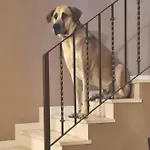 Lobos