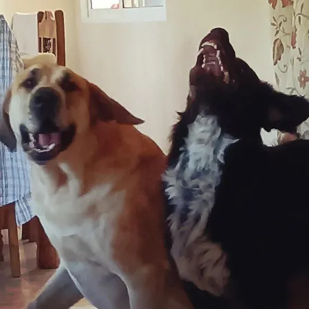 Bed and breakfast Lobos Lliber