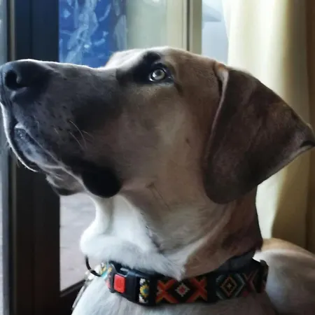 Bed and breakfast Lobos Lliber