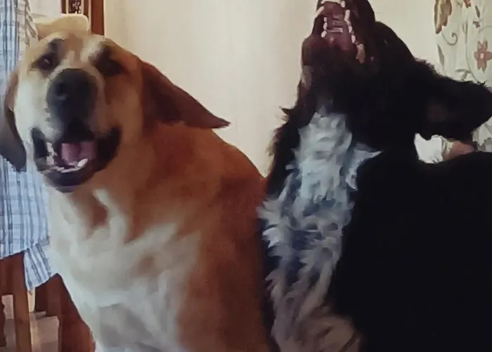 Bed and breakfast Lobos Lliber