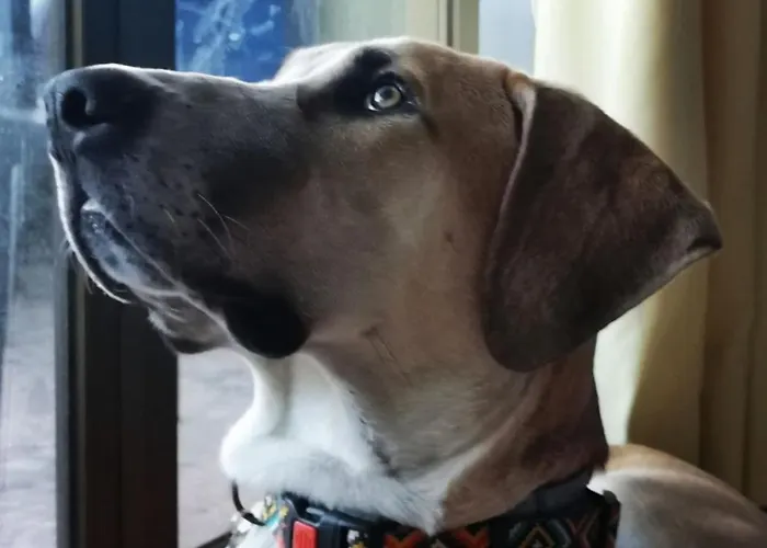 Bed and breakfast Lobos Lliber