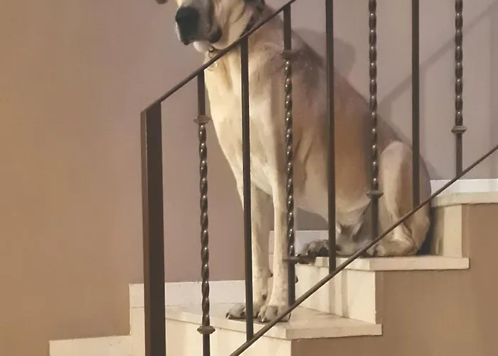 Lobos
