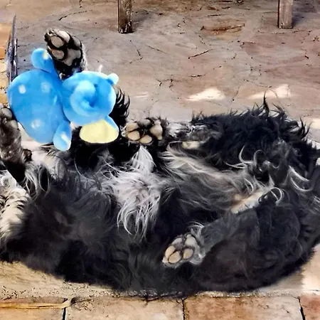 Lobos Bed & Breakfast 3*